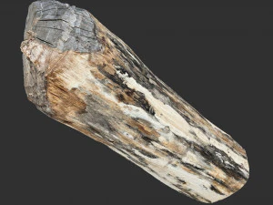 3D сканування стовбура дерева highpoly 3D Модель