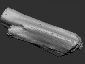 Tree trunk 3d scan highpoly Model 3D