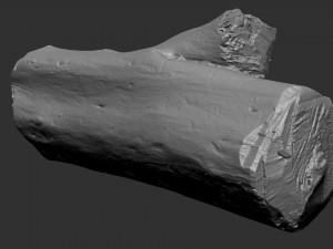 Tree trunk 3d scan highpoly Model 3D