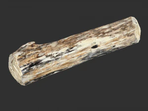 Cętkowany pień drzewa, skan 3D highpoly Model 3D