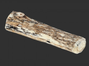 Mottled tree trunk 3d scan highpoly Model 3D