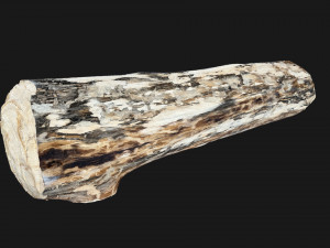 Mottled tree trunk 3d scan highpoly Model 3D