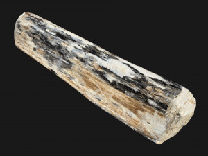 Mottled tree trunk 3d scan highpoly Model 3D