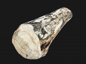 Mottled tree trunk 3d scan highpoly Model 3D