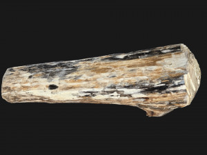 Mottled tree trunk 3d scan highpoly Model 3D
