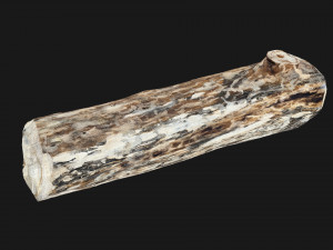 Mottled tree trunk 3d scan highpoly Model 3D