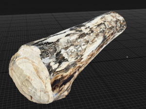 Mottled tree trunk 3d scan highpoly Model 3D