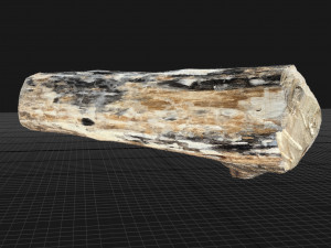 Mottled tree trunk 3d scan highpoly Model 3D