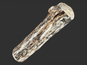 Mottled tree trunk 3d scan highpoly Model 3D