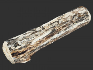 Mottled tree trunk 3d scan highpoly Model 3D