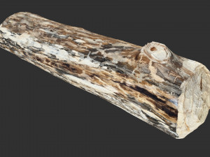 Mottled tree trunk 3d scan highpoly Model 3D