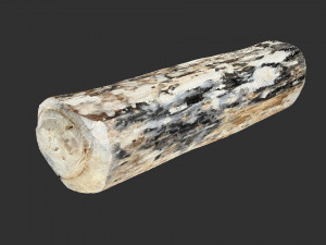Mottled tree trunk 3d scan highpoly Model 3D
