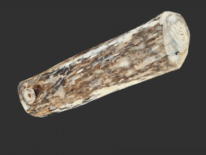 Mottled tree trunk 3d scan highpoly Model 3D