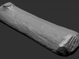 Mottled tree trunk 3d scan highpoly Model 3D