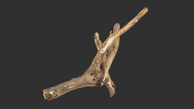 Tree branch 3d scan 3D Model .c4d .max .obj .3ds .fbx .stl .blend 