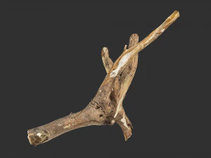 Varredura 3D de galho de &aacute;rvore Modelo 3D