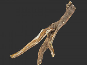 Tree branch 3d scan 3D Model