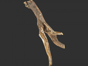 Tree branch 3d scan 3D Model