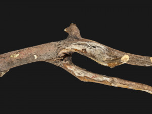 Tree branch 3d scan 3D Model
