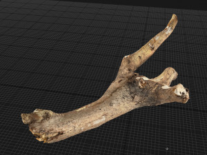 Tree branch 3d scan 3D Model