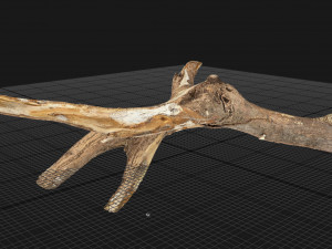 Tree branch 3d scan 3D Model