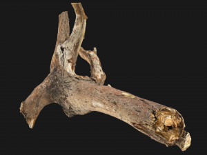 Tree branch 3d scan 3D Model