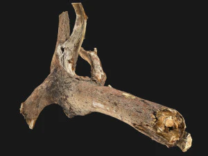 Tree branch 3d scan 3D Model