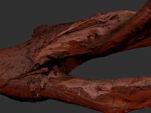 Tree branch 3d scan 3D Model
