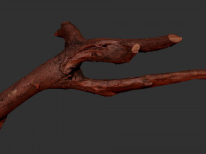 Tree branch 3d scan 3D Model