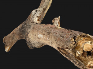 Tree branch 3d scan 3D Model