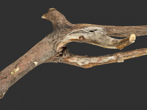 Tree branch 3d scan 3D Model