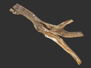 Tree branch 3d scan 3D Model