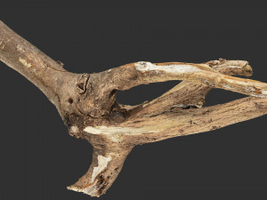 Tree branch 3d scan 3D Model