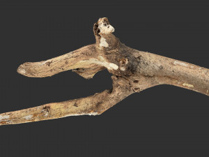 Tree branch 3d scan 3D Model