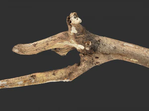 Tree branch 3d scan 3D Model