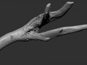 Tree branch 3d scan 3D Model