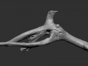 Tree branch 3d scan 3D Model