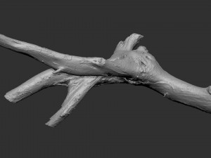 Tree branch 3d scan 3D Model