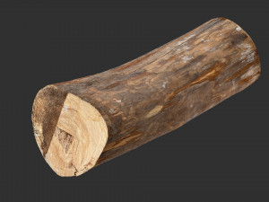 Tree trunk 3d scan highpoly Modelo 3D