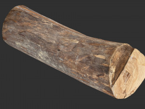 Tree trunk 3d scan highpoly 3D Model