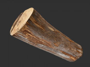 Tree trunk 3d scan highpoly 3D Model