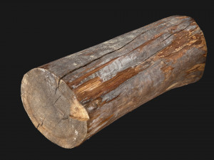 Tree trunk 3d scan highpoly 3D Model