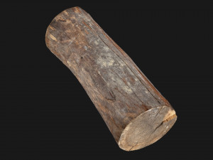 Tree trunk 3d scan highpoly 3D Model