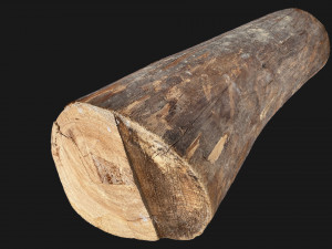 Tree trunk 3d scan highpoly 3D Model