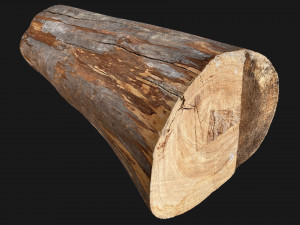 Tree trunk 3d scan highpoly 3D Model