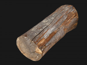 Tree trunk 3d scan highpoly 3D Model