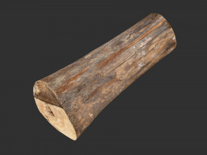 Tree trunk 3d scan highpoly 3D Model