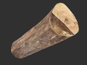Tree trunk 3d scan highpoly 3D Model