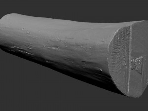 Tree trunk 3d scan highpoly 3D Model