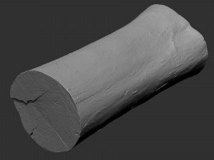 Tree trunk 3d scan highpoly 3D Model